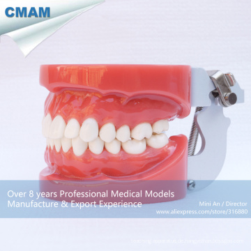 ZAHNMEDIZINISCHES 13001 Standard-zahnmedizinische Zahn-Modelle mit 28pcs entfernbaren Zähnen behoben durch Wachs